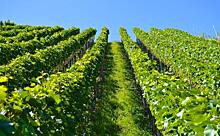 Виноградарям предлагают пересмотреть подход к внесению минеральных удобрений