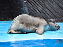 Макс в МАХ: как морской заяц обрел друга и голос в мессенджере