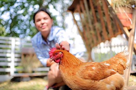 Почта "СОЮЗа": Можно ли держать кур на дачном участке в России?
