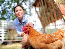 Почта "СОЮЗа": Можно ли держать кур на дачном участке в России?