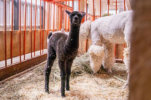 Юные москвичи выберут имя для малышки-альпаки с «Городской фермы» на ВДНХ