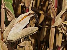 Игры в прятки с органическими семенами