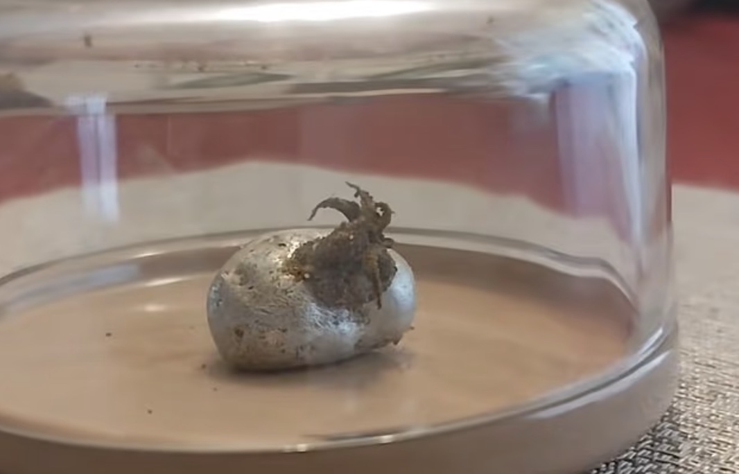 Панамец опубликовал фото инопланетного яйца, из которого что-то вылупляется