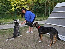 Четвероногое счастье. Как устроены инновационные площадки для выгула собак
