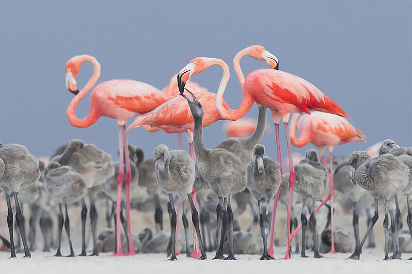 Фламинго кормят птенцов - первое место в фотоконкурсе