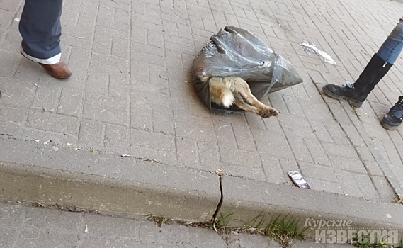 Курск. В полиции отказали в возбуждении дела из-за гибели собаки по заявлению зоозащитников