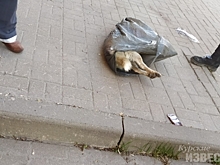 Курск. В полиции отказали в возбуждении дела из-за гибели собаки по заявлению зоозащитников