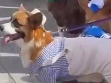 Парад королевских корги прошел в Москве