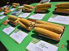 Кубань обеспечит Россию кукурузными консервами