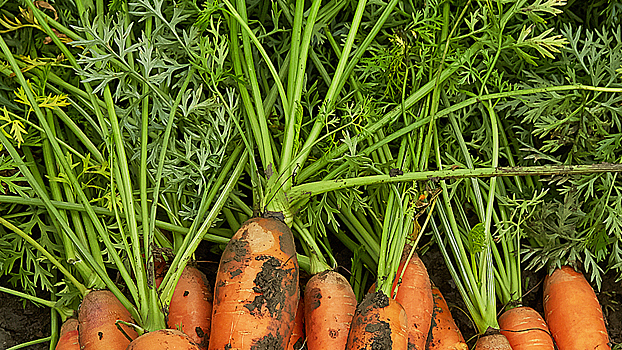 Рецепты блюд из пищевых отходов