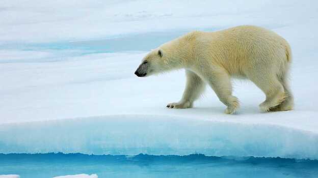 Глобальное потепление ускорит гибель белых медведей