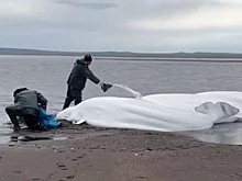 Китов спасла человеческая любовь