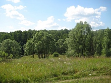 Памятник природы отдали лесорубам