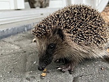 Обживая весной дачу, берегитесь грызунов. Какие болезни они несут?