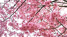 Сколько стоят туры и авиабилеты в Японию в период цветения сакуры