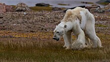 «Так выглядит глобальное потепление»: СМИ вынуждены извиняться за фото умирающего белого медведя