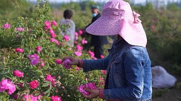 Рекорды «Миссии Пик», работники по обмену, время собирать розы, главное летнее лакомство – смотрите «Китайскую панораму»-162