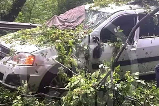 В Сочи на видео сняли раздавленную деревом машину