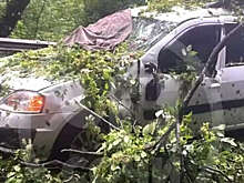 В Сочи на видео сняли раздавленную деревом машину