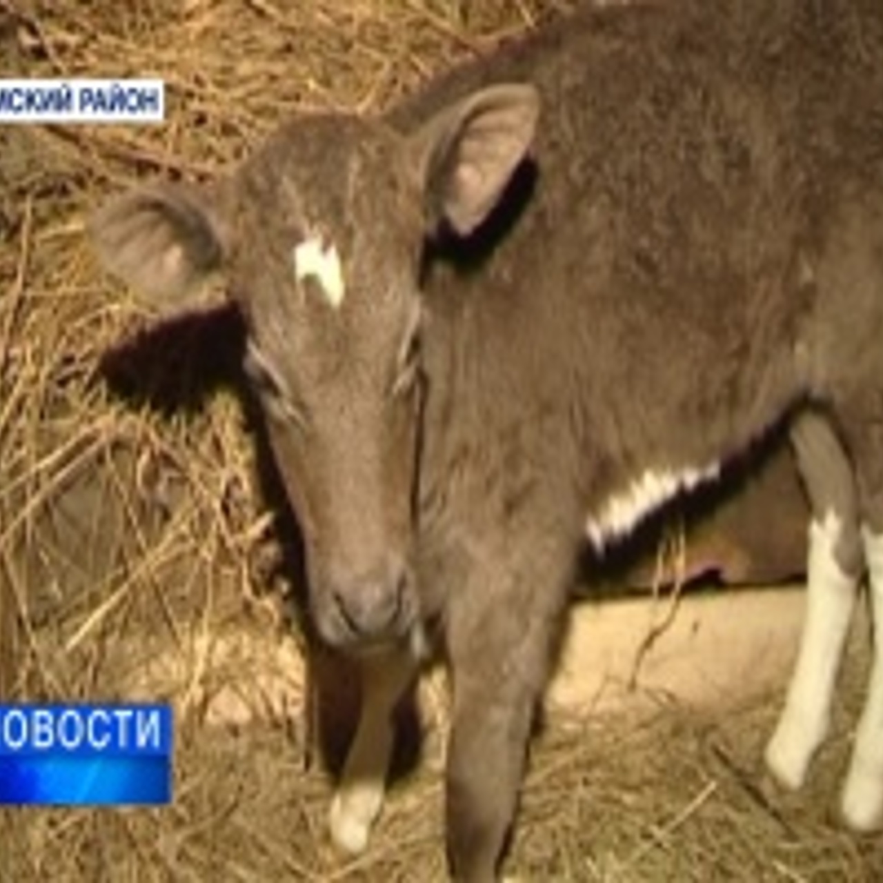 В Башкортостане многодетные семьи могут получить корову в хозяйство -  Рамблер/финансы