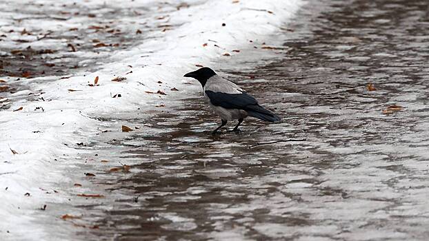 Синоптики рассказали, когда в Москву придет оттепель