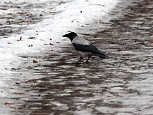 Синоптики рассказали, когда в Москву придет оттепель