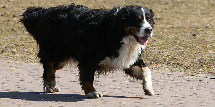 Домашний приют: кыргызстанка помогает бездомным животным найти хозяев