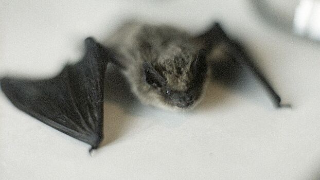 В Экваториальной Гвинее обнаружили 1500-й вид летучих мышей