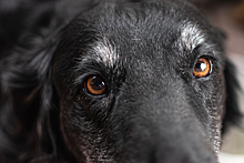 Паннус у собак – признаки, как и чем лечить у овчарок и других пород