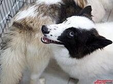 В Омске пройдет бесплатная конференция по ветеринарной онкологии и хирургии