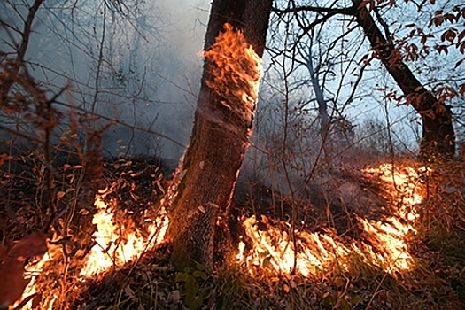 В ряде российских регионов объявлен высокий риск пожаров