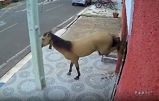 Копытный варвар разнёс вход в зуболечебницу и попал на видео в Бразилии