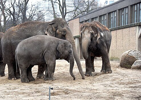 В Германии вышла книга о "звериной гонке вооружений" в зоопарках Берлина