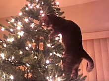 Коты vs елки: топ самых невероятных противостояний