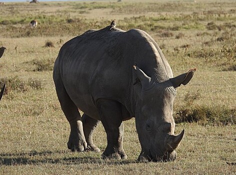 Завещание носорога: как остановить вымирание животных