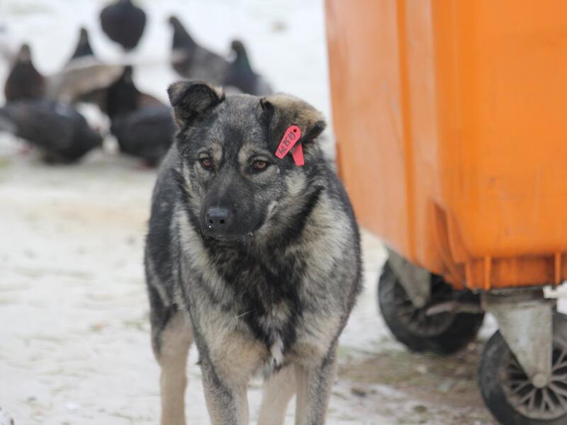 В Забайкалье депутаты поддержали возможность усыпления агрессивных собак