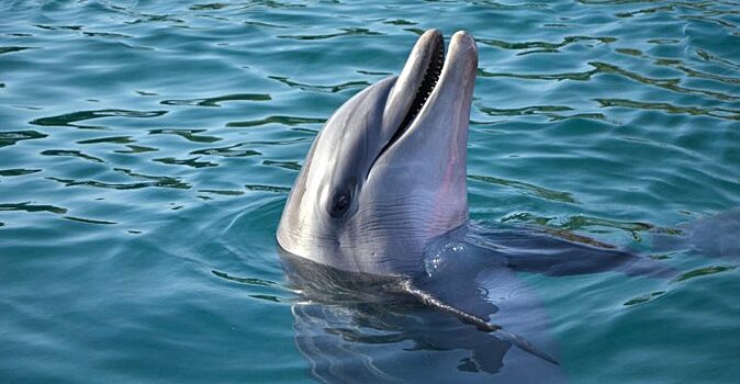 Дельфины могут дать отпор акулам