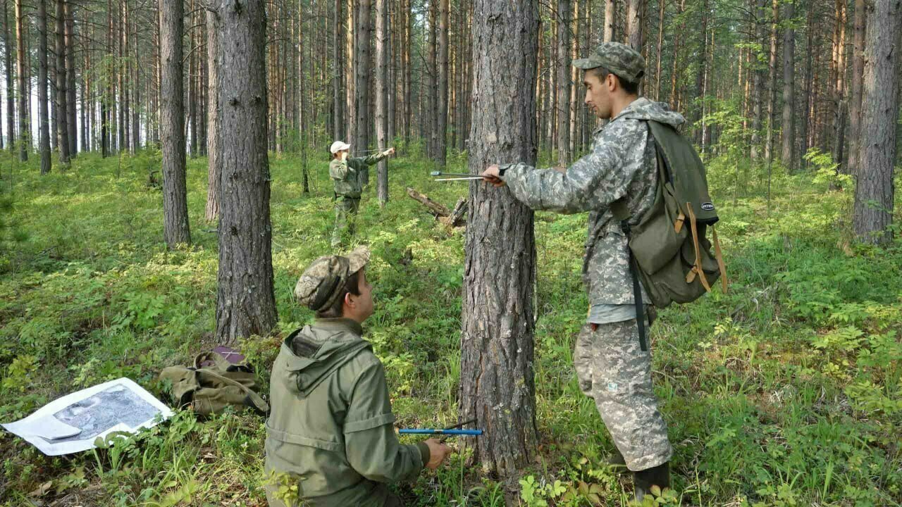 В Кировской области усилен контроль за пользованием лесами