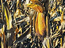 Свое зерно, свои трактора: идет работа по замещению импортных семян и техники