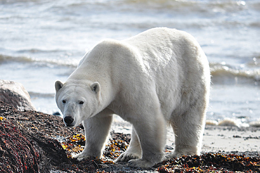 Белый медведь напал на женщину в туристическом лагере