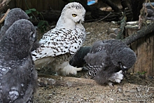 В Лимпопо полярные совы выкармливают восьмерых птенцов (ФОТО)