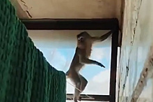 Россиянин нашел на балконе контрабандную обезьяну