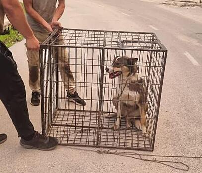 Отлов и содержание одной собаки в Приамурье стоит более 18 тысяч рублей