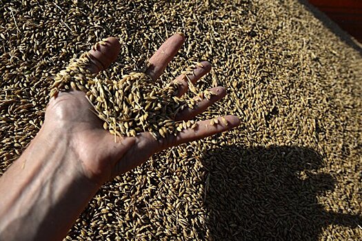 Мишустин утвердил изменения в порядке закупочных и товарных интервенций на рынке зерна