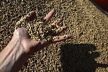 Мишустин утвердил изменения в порядке закупочных и товарных интервенций на рынке зерна