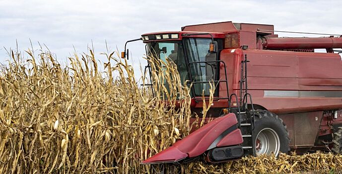 Донские аграрии собрали более 250 тыс. тонн овощей открытого грунта