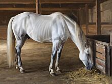 Уголь в кормушке укрепит здоровье скота: приметы на 9 декабря