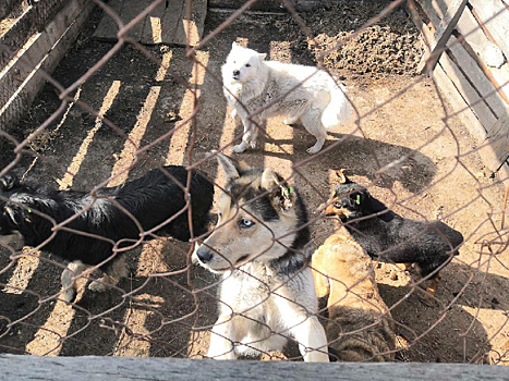 В Ульяновской области запретили выгул собак без поводка и намордника
