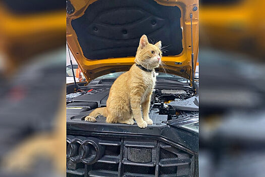 В Твери бездомный кот «устроился на работу» в автосервис