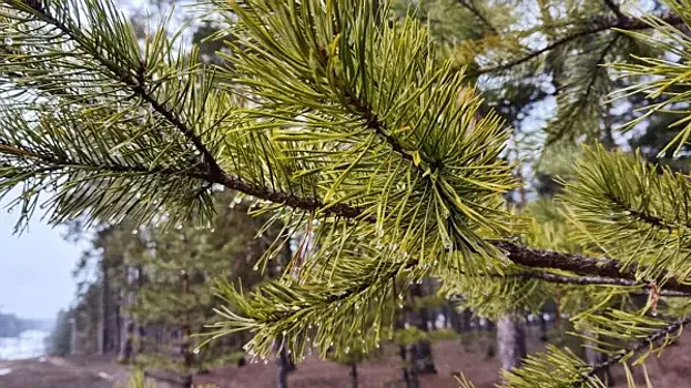 В ближайшие дни в Самаре потеплеет до +11 градусов